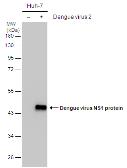 Anti-Dengue virus NS1 protein antibody used in Western Blot (WB). GTX103346